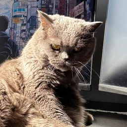 Pretty Cat